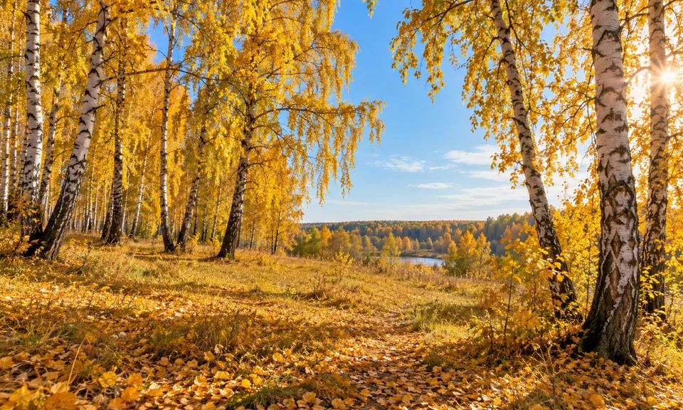 Золотая осень в березовой роще